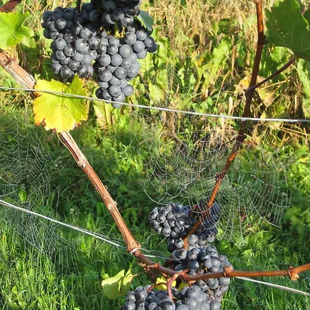 Winzerhof Familie Kloeckl *